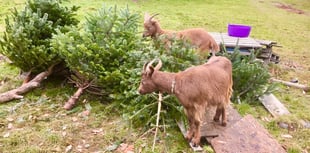Hungry goats will recycle your Christmas tree for free 
