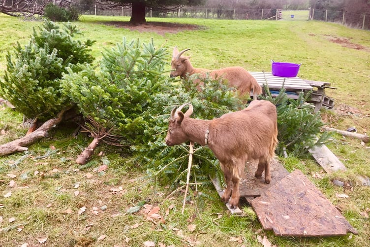 Marmite and Biscuit (pictured) are keen to eat your Christmas tree