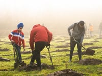 Somerset residents urged to claim 'free trees' as deadline looms