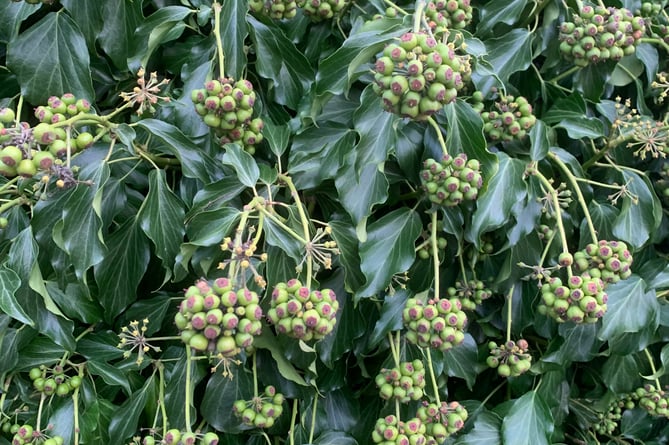 Berries, nectar, and pollen on ivy bushes can support up to 50 varieties of birds and insects.