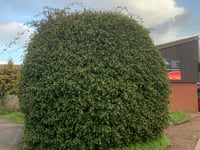 Anger over destruction of town's landmark ivy bush