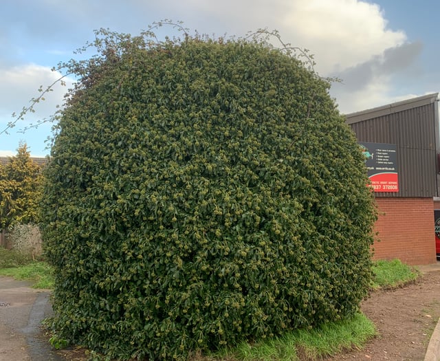 Anger over destruction of town's landmark ivy bush