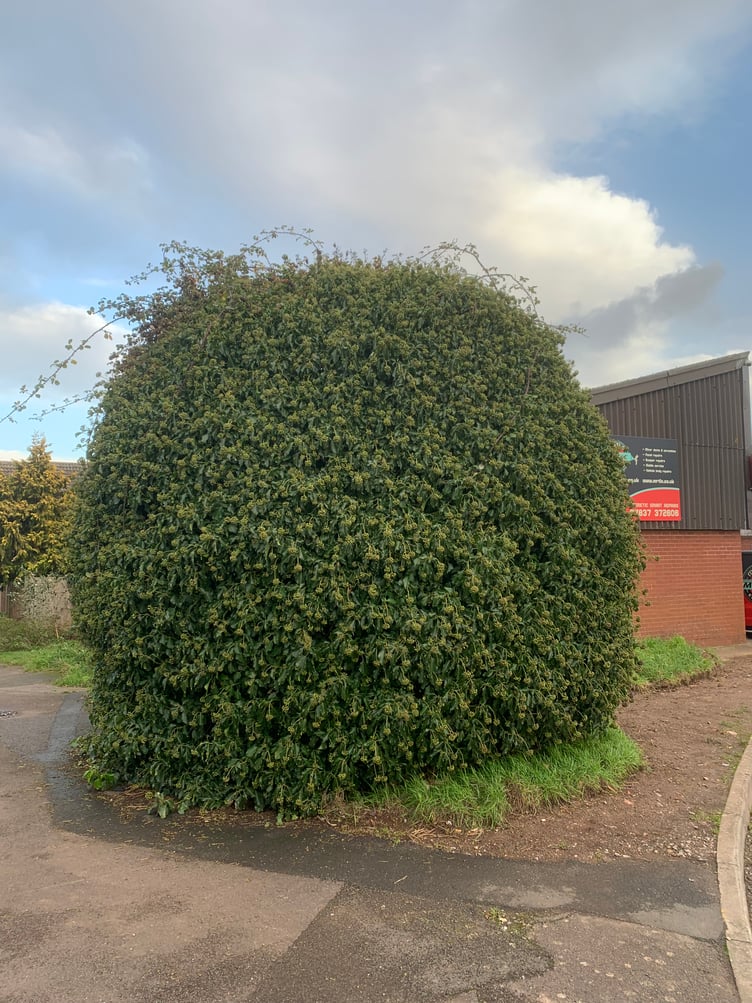 The ivy bush which was ripped out for electricity cabling work in Scotts Lane, Wellington.