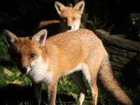 Urban fox visits delight town centre residents