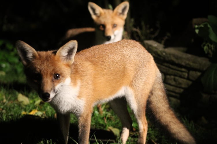 Foxes which have been visiting a Wellington town centre garden.
