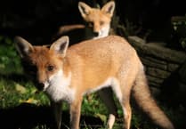 Family of foxes makes nighttime visits to Wellington town centre garden