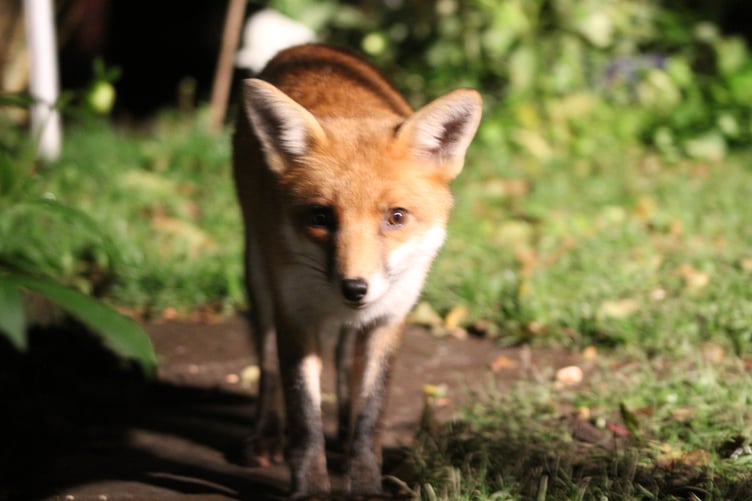 One of the urban foxes in a Wellington town centre garden.