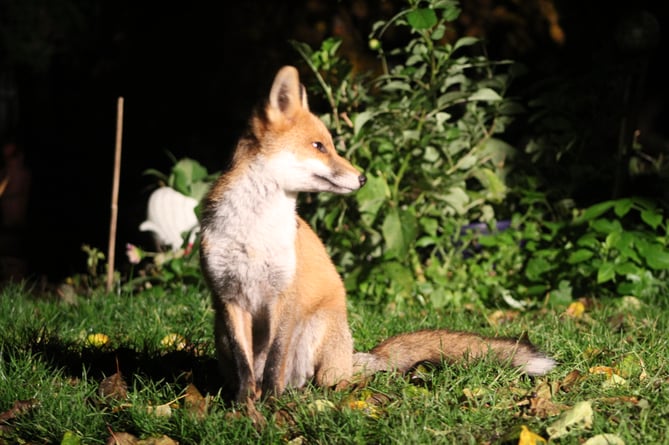 This young fox has been delighting residents by visiting a garden in Wellington town centre.