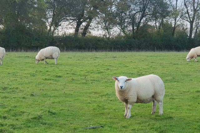 MP wants 'more draconian' measures for dog attacks on farm animals
