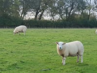 MP wants 'more draconian' measures for dog attacks on farm animals