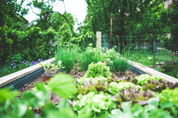 Community gardens