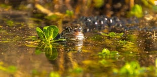 Wellington residents encouraged to help revive wildlife in Somerset