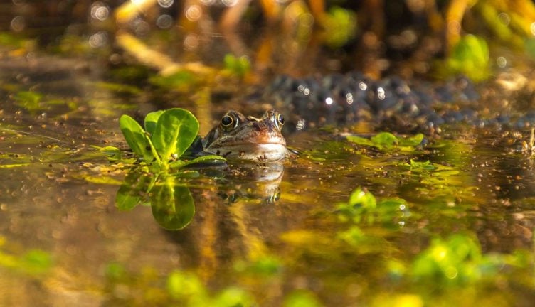 Wellington Town Council has encouraged residents to get involved with a new wildlife scheme