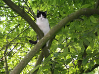 Fire crew's appeal to borrow pets for rescue practice