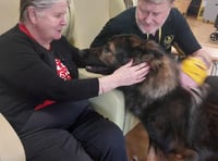 Therapy dog Rex 'a joy' for care home residents