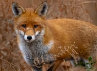 Somerset Wildlife Trust to launch The Big Count 2026
