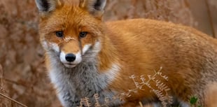 Somerset Wildlife Trust to launch The Big Count 2026