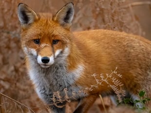 Somerset Wildlife Trust to launch The Big Count 2026