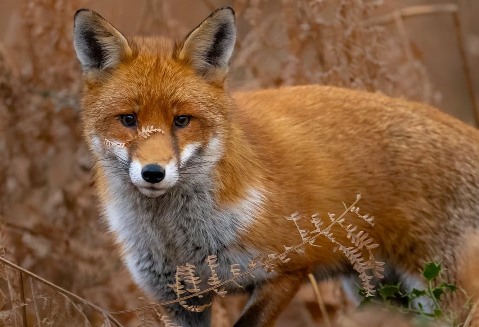 Somerset Wildlife Trust to launch The Big Count 2026