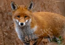 Somerset Wildlife Trust to launch The Big Count 2026