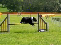 Idea to install dog agility course near Hoyles Road labelled "crazy"