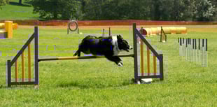 Idea to install dog agility course near Hoyles Road labelled "crazy"