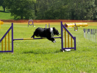 Idea to install dog agility course near Hoyles Road labelled "crazy"