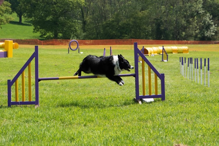 Is your pooch up to the agility challenge at Dogs Day Out?