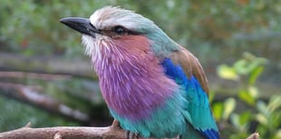 RSPCA receives hundreds of calls about baby birds 