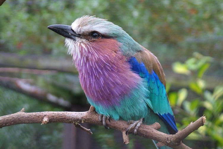 Multi-coloured bird