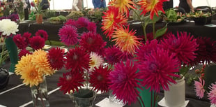 Town's annual flower show returns for summer