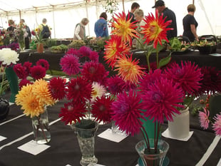 Town's annual flower show returns for summer
