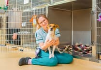 Leading animal hospital near Wellington istop dog for canine welfare
