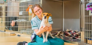 Animal hospital near Wellington is top dog for canine welfare