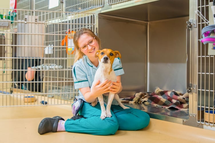 Cave Veterinary Specialists