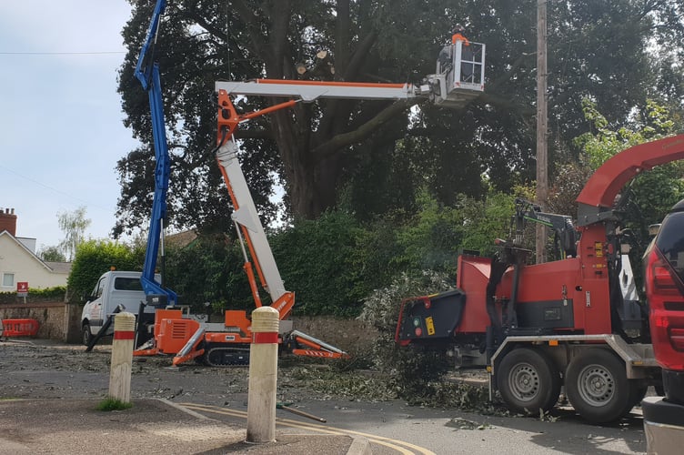 Wood from an oak tree being felled in Wellington was chipped to make a material which can be used in weed suppression.