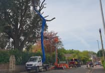 Traffic chaos in Wellington as dangerous ancient oak tree felled before it falls