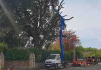 Ancient tree in danger of falling in town centre