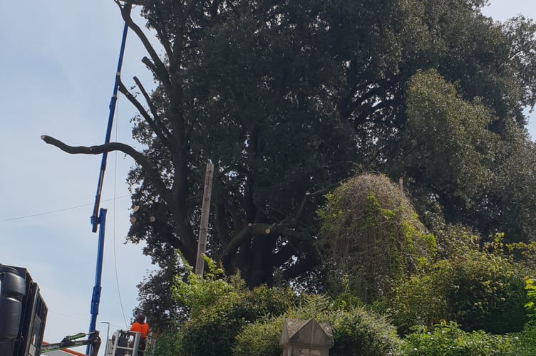 Arboricare teams were called in for emergency felling work after this oak tree in Wellington was found to be in danger of falling.