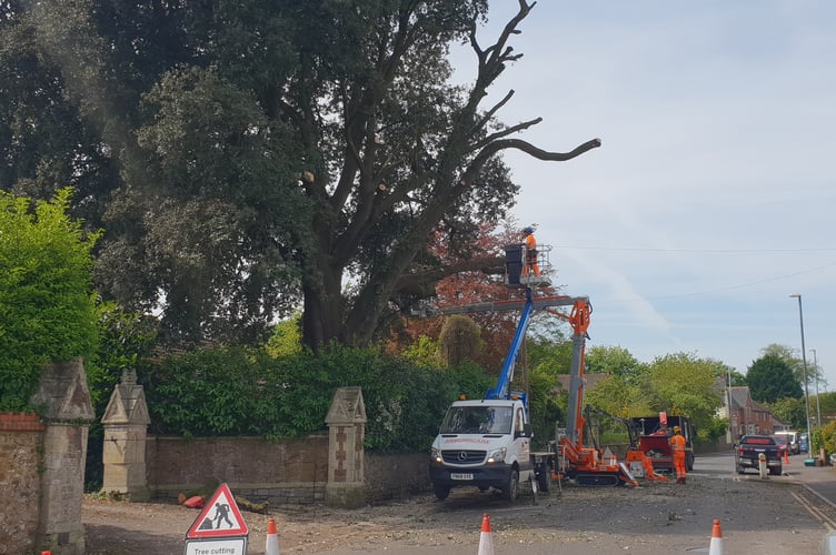 Arboriculturalists at work on a holm oak tree in danger of falling in Mantle Street, Wellington.