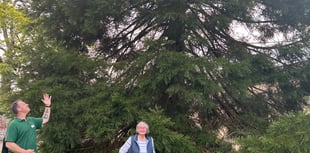 'Wellingtonia' trees thriving at Nynehead Court more than 20 years on
