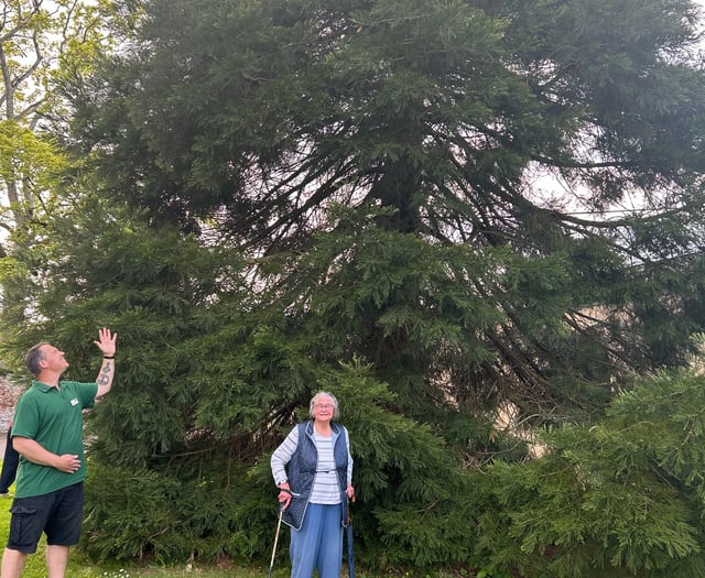 'Wellingtonia' trees thriving at Nynehead Court more than 20 years on