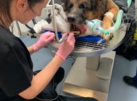 Diesel on the mend after fracturing jaw in bench crash
