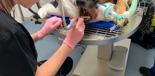 Diesel on the mend after fracturing jaw in bench crash