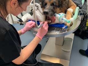 Diesel on the mend after fracturing jaw in bench crash