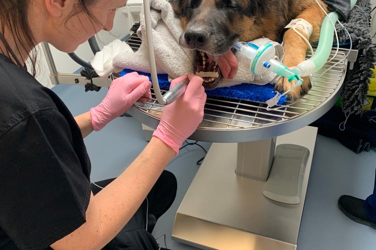 Diesel is champing at the bit after emergency dental surgery at Cave Veterinary Specialists.

