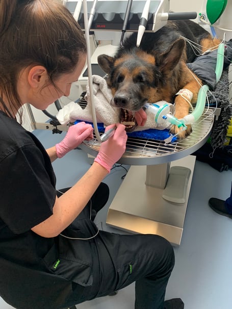 Diesel is champing at the bit after emergency dental surgery at Cave Veterinary Specialists.

