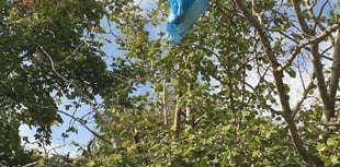 No fines for dog fouling in two years across Somerset
