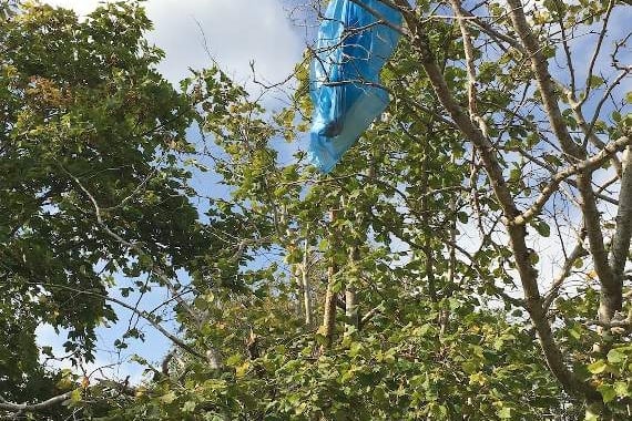 A dog poo bag thrown into a tree in Wellington Park and discarded