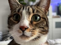 Couple 'devastated' over death of rescue cat who was 'like a child' 